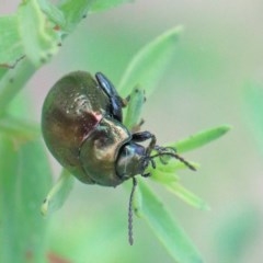 Chrysolina quadrigemina at O'Connor, ACT - 30 Nov 2020 09:41 AM