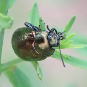 Chrysolina quadrigemina at O'Connor, ACT - 30 Nov 2020 09:41 AM