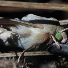 Helicoverpa (genus) (A bollworm) at O'Connor, ACT - 30 Nov 2020 by ConBoekel