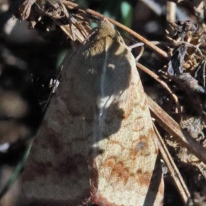 Helicoverpa (genus) at O'Connor, ACT - 1 Dec 2020