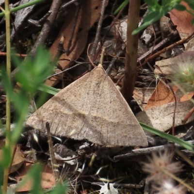 Epidesmia hypenaria (Long-nosed Epidesmia) at Theodore, ACT - 30 Nov 2020 by owenh