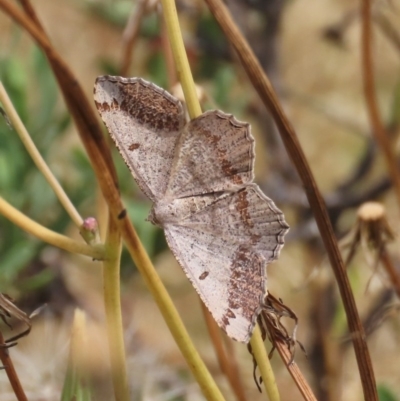 Dissomorphia australiaria (Dashed Geometrid, Ennominae) at Theodore, ACT - 30 Nov 2020 by owenh