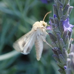 Helicoverpa punctigera at Spence, ACT - 26 Nov 2020