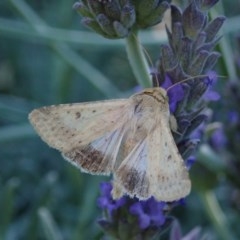 Helicoverpa punctigera at Spence, ACT - 26 Nov 2020