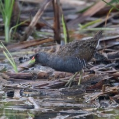 Porzana fluminea (Australian Spotted Crake) at Fyshwick, ACT - 27 Nov 2020 by rawshorty