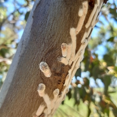 Eriococcidae sp. on Eucalyptus blakelyi (Felted scale on Eucalyptus blakelyi) at Hume, ACT - 26 Nov 2020 by HannahWindley