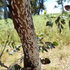 Eriococcidae sp. on Eucalyptus blakelyi at Hume, ACT - 26 Nov 2020 11:52 AM