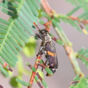 Eleale pulchra at Acton, ACT - 1 Dec 2020