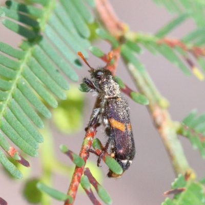 Eleale pulchra (Clerid beetle) at Acton, ACT - 30 Nov 2020 by ConBoekel