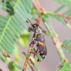 Eleale pulchra (Clerid beetle) at Acton, ACT - 30 Nov 2020 by ConBoekel
