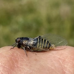 Popplepsalta notialis incitata (Inland Sprinkler Squeaker) at QPRC LGA - 27 Nov 2020 by Wandiyali