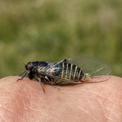 Popplepsalta notialis incitata (Inland Sprinkler Squeaker) at Googong, NSW - 28 Nov 2020 by Wandiyali