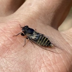 Popplepsalta notialis incitata at Googong, NSW - 28 Nov 2020