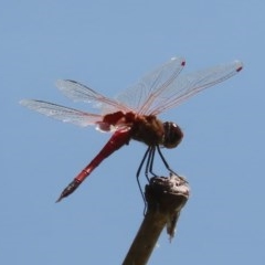 Tramea loewii (Common Glider) at Jerrabomberra Wetlands - 1 Dec 2020 by roymcd