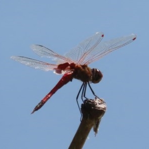 Tramea loewii at Fyshwick, ACT - 1 Dec 2020