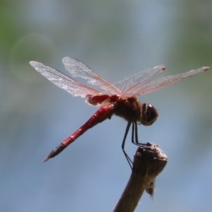 Tramea loewii at Fyshwick, ACT - 1 Dec 2020