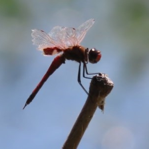 Tramea loewii at Fyshwick, ACT - 1 Dec 2020