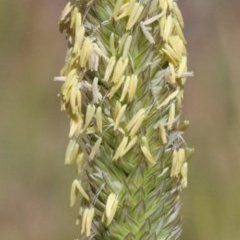 Phalaris aquatica (Phalaris, Australian Canary Grass) at Dryandra St Woodland - 30 Nov 2020 by ConBoekel