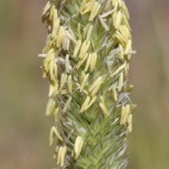 Phalaris aquatica (Phalaris, Australian Canary Grass) at O'Connor, ACT - 1 Dec 2020 by ConBoekel