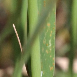 Phalaris aquatica at O'Connor, ACT - 1 Dec 2020