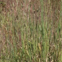 Phalaris aquatica at O'Connor, ACT - 1 Dec 2020 10:01 AM