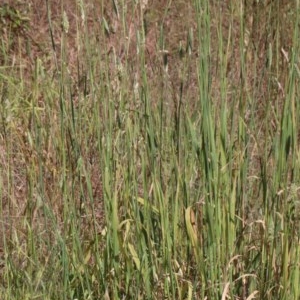 Phalaris aquatica at O'Connor, ACT - 1 Dec 2020