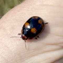 Paropsisterna beata (Blessed Leaf Beetle) at Googong, NSW - 28 Nov 2020 by Wandiyali