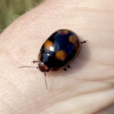 Paropsisterna beata (Blessed Leaf Beetle) at QPRC LGA - 27 Nov 2020 by Wandiyali