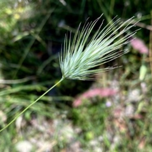 Echinopogon sp. at Googong, NSW - 28 Nov 2020