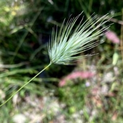 Echinopogon sp. (genus) (Hedgehog Grass) at Googong, NSW - 28 Nov 2020 by Wandiyali