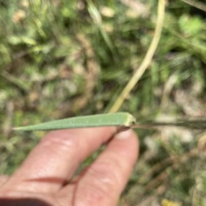 Echinopogon sp. at Googong, NSW - 28 Nov 2020