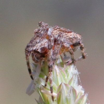 Araneinae (subfamily) (Orb weaver) at Dryandra St Woodland - 30 Nov 2020 by ConBoekel