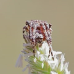 Araneinae (subfamily) at O'Connor, ACT - 1 Dec 2020 09:58 AM