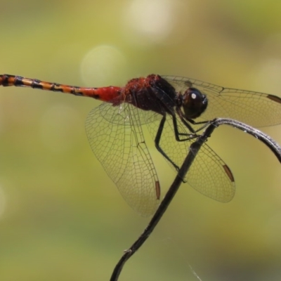 Diplacodes melanopsis (Black-faced Percher) at Fyshwick, ACT - 1 Dec 2020 by roymcd