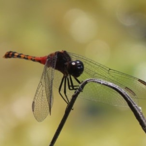 Diplacodes melanopsis at Fyshwick, ACT - 1 Dec 2020