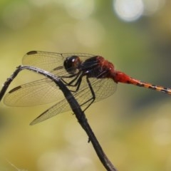 Diplacodes melanopsis at Fyshwick, ACT - 1 Dec 2020