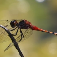 Diplacodes melanopsis at Fyshwick, ACT - 1 Dec 2020