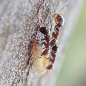 Papyrius nitidus at Holt, ACT - 24 Nov 2020