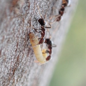 Papyrius nitidus at Holt, ACT - suppressed