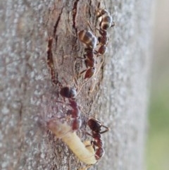 Papyrius nitidus at Holt, ACT - 24 Nov 2020