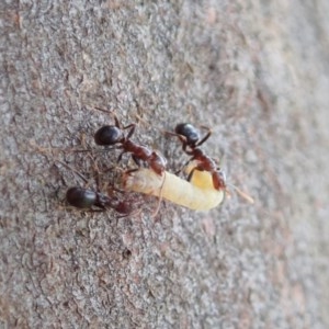 Papyrius nitidus at Holt, ACT - suppressed