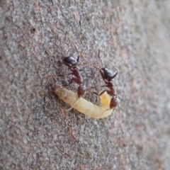 Papyrius nitidus at Holt, ACT - suppressed