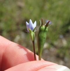 Wahlenbergia multicaulis (Tadgell's Bluebell) at Cook, ACT - 4 Nov 2020 by CathB