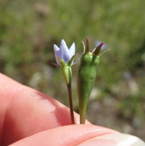 Wahlenbergia multicaulis at Cook, ACT - 4 Nov 2020 12:21 PM