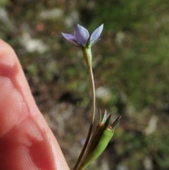 Wahlenbergia multicaulis at Cook, ACT - 4 Nov 2020