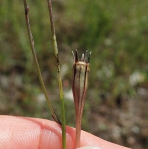 Wahlenbergia multicaulis at Cook, ACT - 4 Nov 2020 12:21 PM