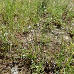 Wahlenbergia multicaulis at Cook, ACT - 4 Nov 2020 12:21 PM