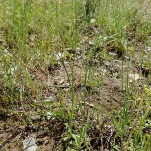 Wahlenbergia multicaulis at Cook, ACT - 4 Nov 2020 12:21 PM