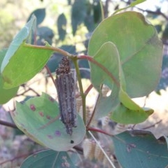 Clania lewinii (Lewin's case moth) at Dryandra St Woodland - 30 Nov 2020 by ConBoekel