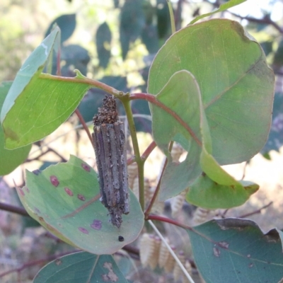 Clania lewinii (Lewin's case moth) at O'Connor, ACT - 30 Nov 2020 by ConBoekel